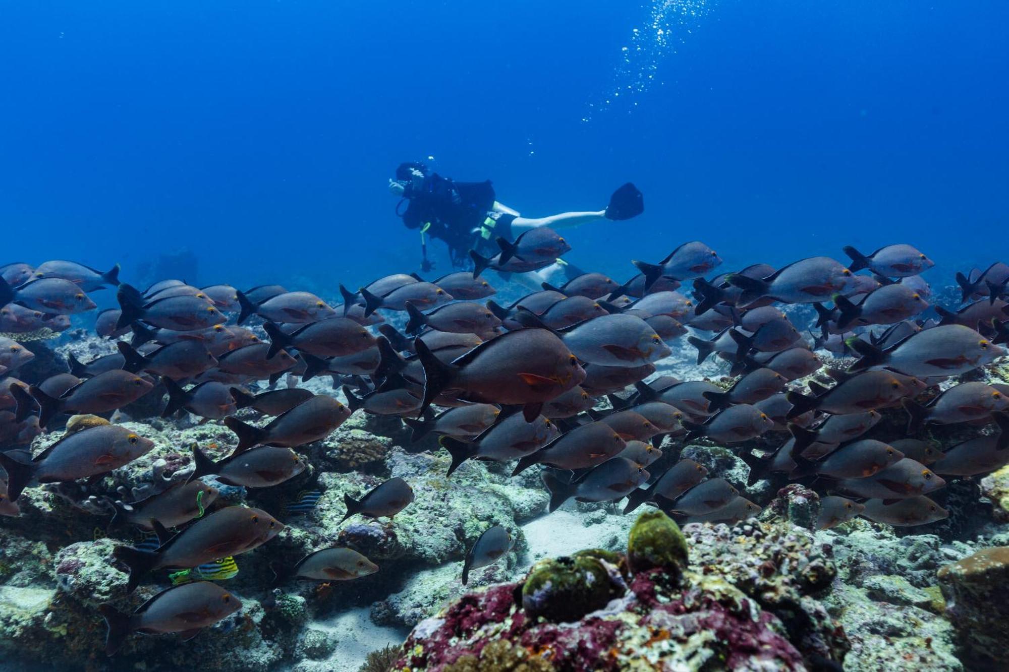 Sirru Fen Fushi Private Lagoon Resort Maldives Bileffahi Dış mekan fotoğraf