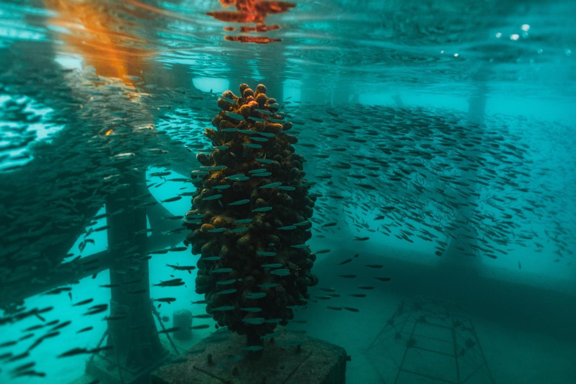 Sirru Fen Fushi Private Lagoon Resort Maldives Bileffahi Dış mekan fotoğraf