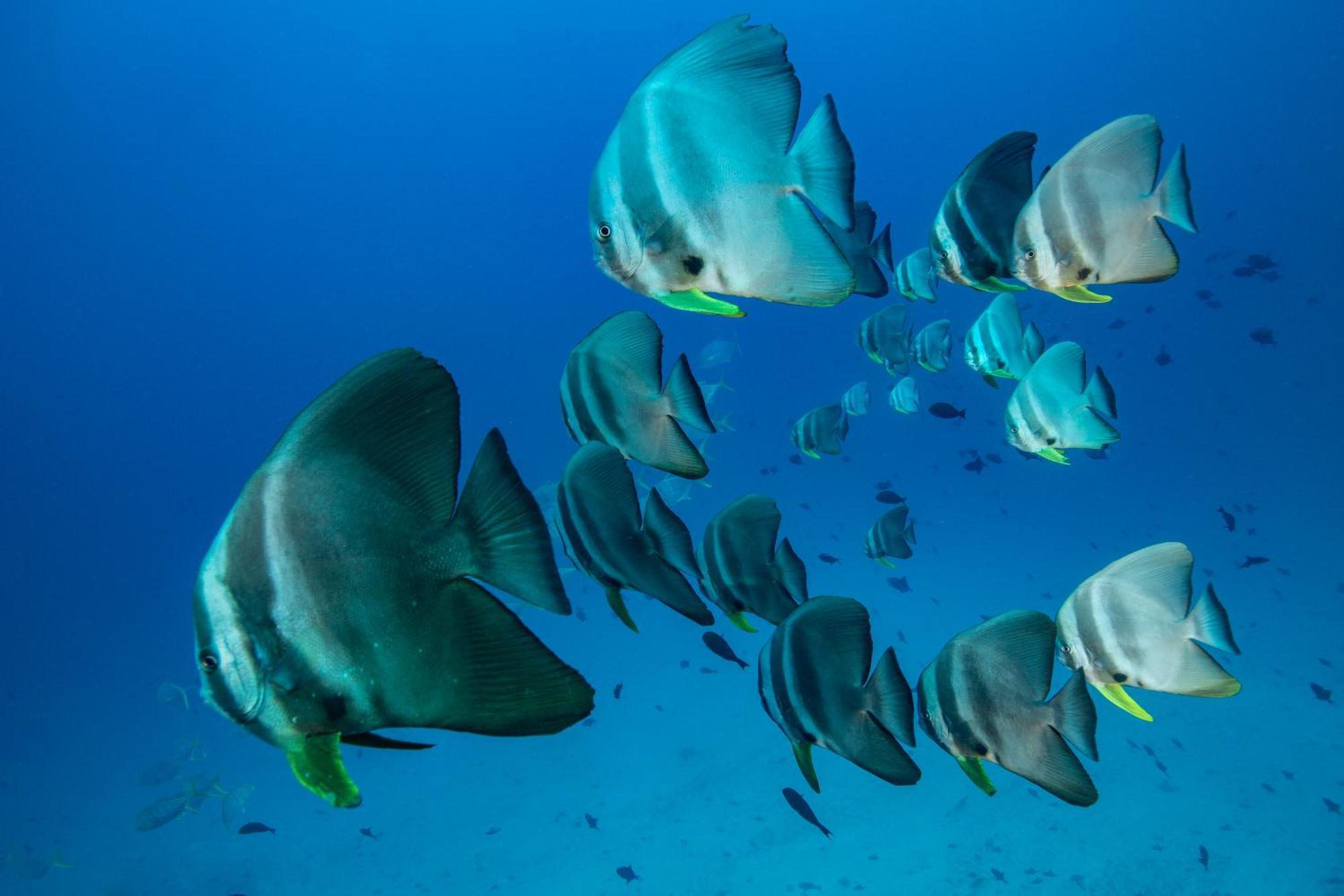 Sirru Fen Fushi Private Lagoon Resort Maldives Bileffahi Dış mekan fotoğraf